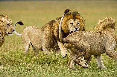 《全职猎人NEN×IMPACT》DLC角色尼飞比特公布